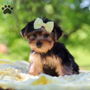 Miley, Yorkie Puppy